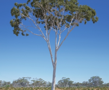 Modern Tree-ID:369185921