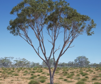 Modern Tree-ID:698139915