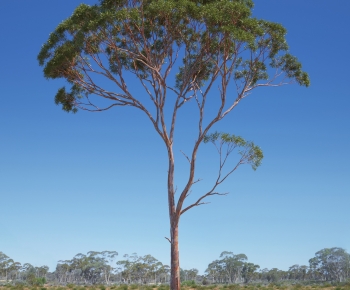 Modern Tree-ID:761986978