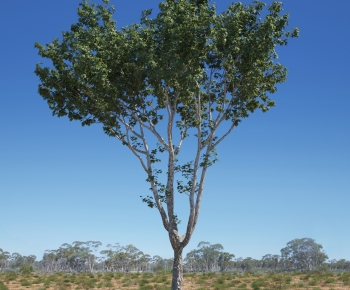 Modern Tree-ID:914022923