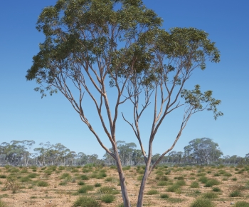 Modern Tree-ID:760646109