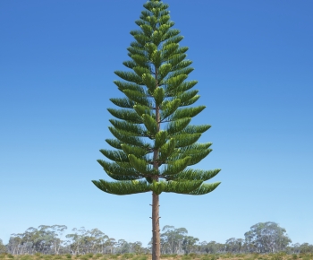 Modern Tree-ID:877808092