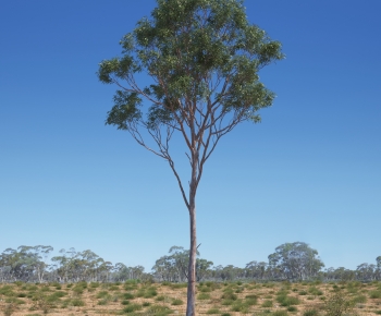 Modern Tree-ID:478077897