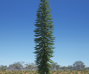 Modern Tree-ID:889477017