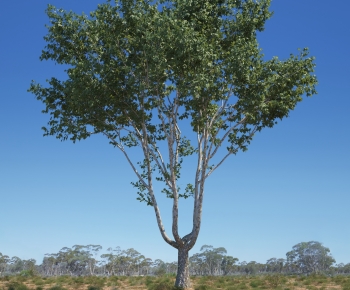 Modern Tree-ID:924439465