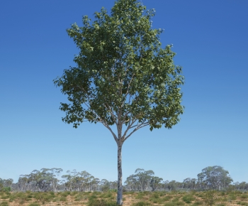 Modern Tree-ID:736484052
