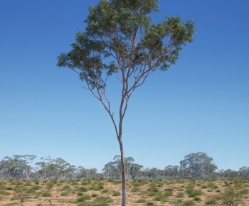 Modern Tree-ID:512562992
