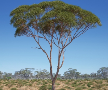 Modern Tree-ID:809600113