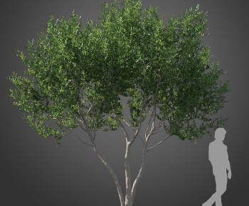 Modern Tree-ID:495321997