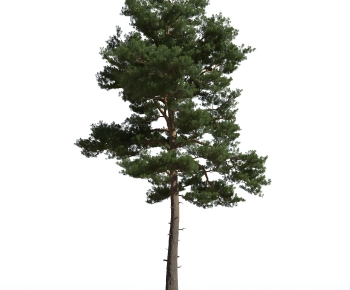 Modern Tree-ID:740489013