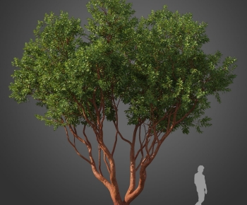 Modern Tree-ID:508714919