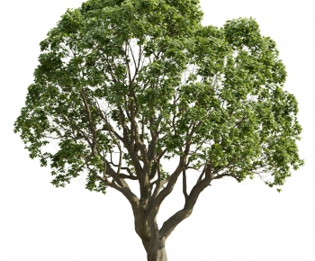 Modern Tree-ID:835357906