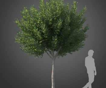 Modern Tree-ID:630067118
