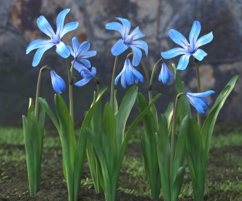 Modern Flowers And Grass-ID:537516127