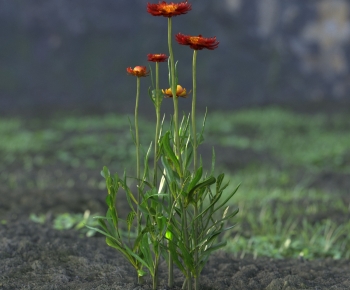 Modern Flowers And Grass-ID:940444957