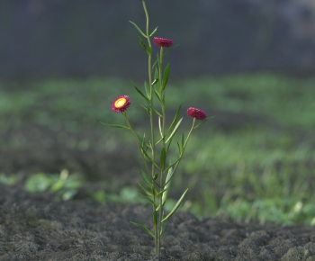 Modern Flowers And Grass-ID:350280058