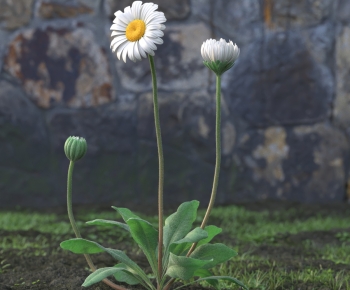 Modern Flowers And Grass-ID:805861955