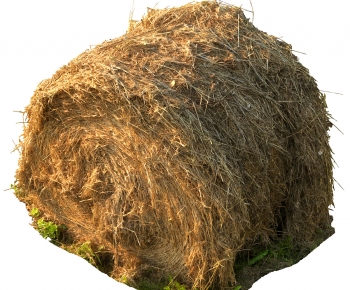 Modern The Grass-ID:340367084