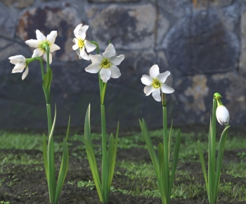 Modern Flowers And Grass-ID:459079765