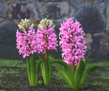 Modern Flowers And Grass-ID:696070281