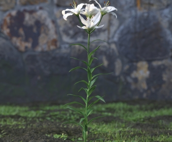 Modern Flowers And Grass-ID:262912992