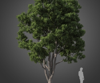 Modern Tree-ID:803301105