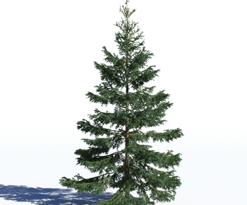 Modern Tree-ID:341557031