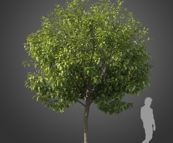 Modern Tree-ID:954250101