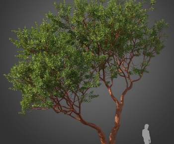 Modern Tree-ID:498917101