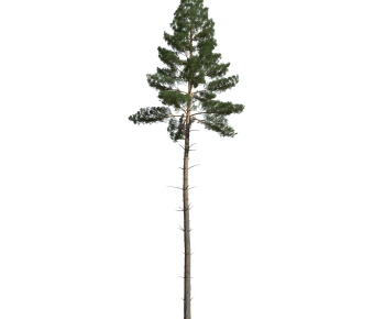 Modern Tree-ID:378851896