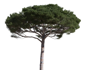 Modern Tree-ID:253890045