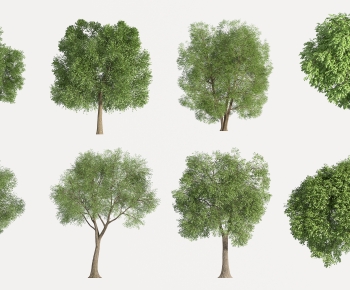 Modern Tree-ID:763529062