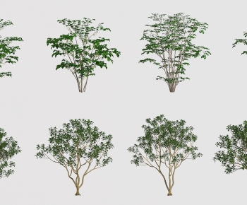 Modern Tree-ID:348454002