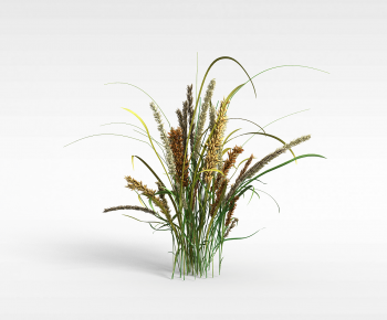 Modern Crop-ID:654488096