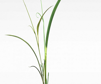 Modern The Grass-ID:549299774