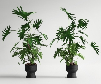 Modern Ground Green Plant Potted Plants-ID:174839971