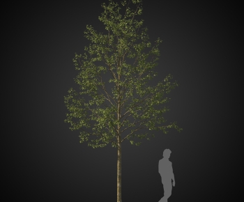 Modern Tree-ID:120639091