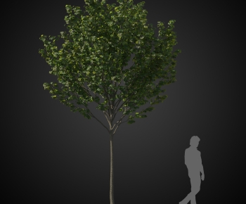 Modern Tree-ID:913798827