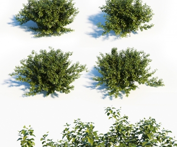 Modern Shrubbery-ID:893805988