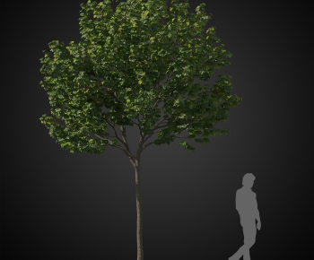 Modern Tree-ID:376704937