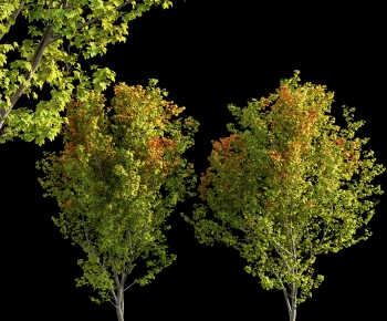 Modern Tree-ID:378808989