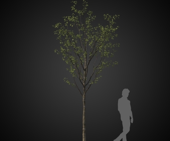 Modern Tree-ID:537269146