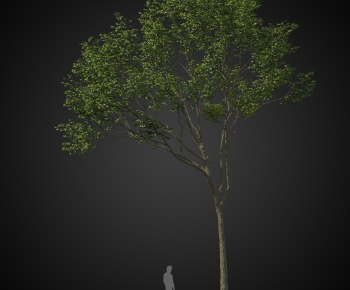 Modern Tree-ID:309376003