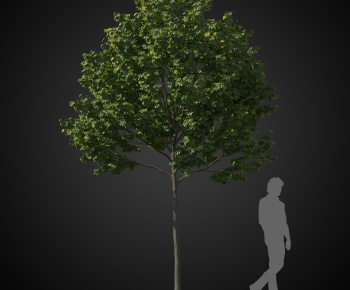 Modern Tree-ID:681147105