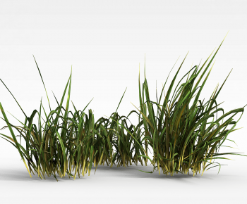 Modern The Grass-ID:981900769