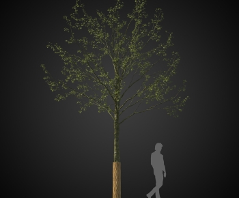Modern Tree-ID:202454099