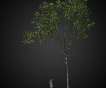 Modern Tree-ID:254290167