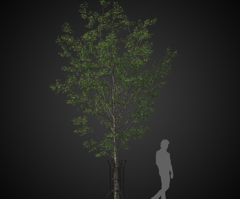 Modern Tree-ID:753623961