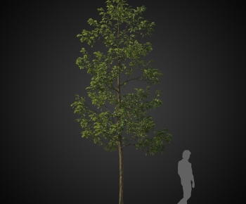 Modern Tree-ID:569620116