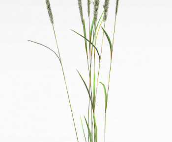 Modern The Grass-ID:435888051